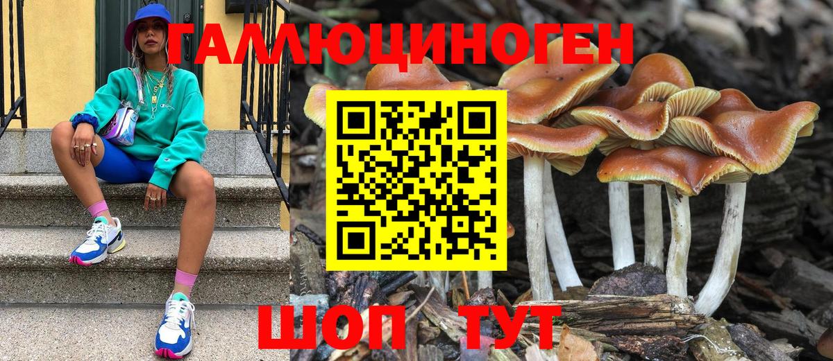 Галлюциногенные грибы Psilocybine cubensis Хабаровск
